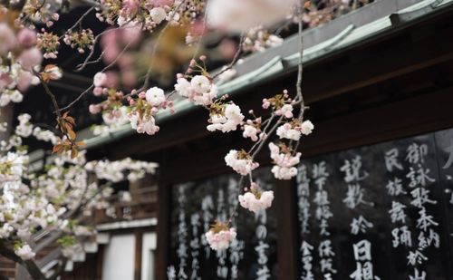 china joy落幕,來看看海外玩家最青睞什么游戲 深度觀點(diǎn)分享